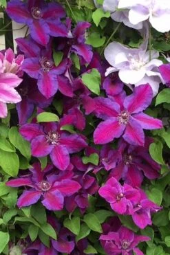 Mrs. Norman Thompson Clematis - 1 Gallon Pot -Home Bloom Garden clematis mrs norman thompson 25