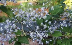 Mrs. Robert Brydon Clematis - 1 Gallon Pot -Home Bloom Garden clematis mrs robert brydon 11