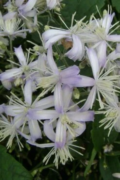 Mrs. Robert Brydon Clematis - 1 Gallon Pot -Home Bloom Garden clematis mrs robert brydon 3
