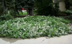 Mrs. Robert Brydon Clematis - 1 Gallon Pot -Home Bloom Garden clematis mrs robert brydon 4