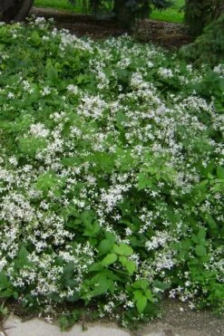 Mrs. Robert Brydon Clematis - 1 Gallon Pot -Home Bloom Garden clematis mrs robert brydon 6