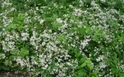 Mrs. Robert Brydon Clematis - 1 Gallon Pot -Home Bloom Garden clematis mrs robert brydon 7