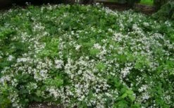 Mrs. Robert Brydon Clematis - 1 Gallon Pot -Home Bloom Garden clematis mrs robert brydon 8