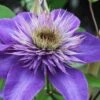 Multi Blue Clematis - 2 Gallon Pot -Home Bloom Garden clematis multi blue 1