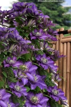Multi Blue Clematis - 1 Gallon Pot 10 Multi Blue Clematis - 1 Gallon Pot -Home Bloom Garden clematis multi blue 3 1