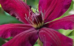 Niobe Clematis - 1 Gallon Pot -Home Bloom Garden clematis niobe 1