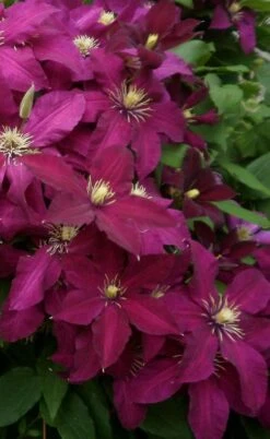 Niobe Clematis - 1 Gallon Pot -Home Bloom Garden clematis niobe 2