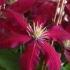 Niobe Clematis - 1 Gallon Pot -Home Bloom Garden clematis niobe 4