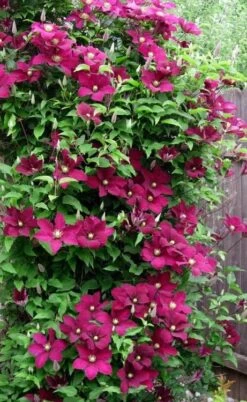 Niobe Clematis - 1 Gallon Pot -Home Bloom Garden clematis niobe 5