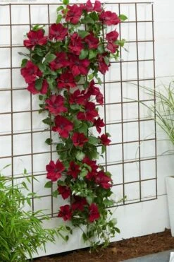 Nubia Clematis - 1 Gallon Pot -Home Bloom Garden clematis nubia 1