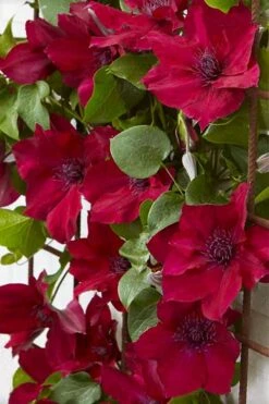 Nubia Clematis - 1 Gallon Pot -Home Bloom Garden clematis nubia 4