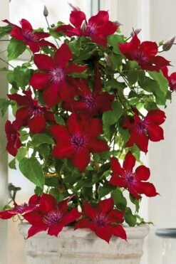 Nubia Clematis - 1 Gallon Pot -Home Bloom Garden clematis nubia 5
