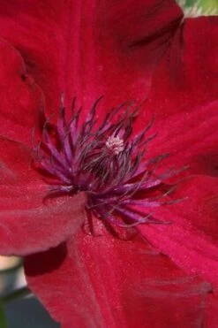 Nubia Clematis - 1 Gallon Pot -Home Bloom Garden clematis nubia 6