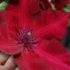 Nubia Clematis - 1 Gallon Pot -Home Bloom Garden clematis nubia 7