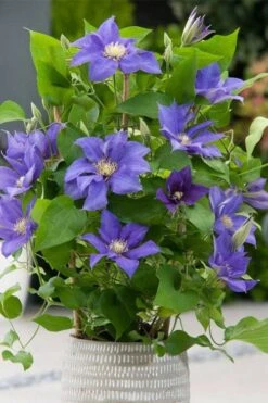 Olympia Clematis - 1 Gallon Pot -Home Bloom Garden clematis olympia 1