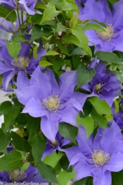 Olympia Clematis - 1 Gallon Pot -Home Bloom Garden clematis olympia 2