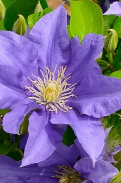 Olympia Clematis - 1 Gallon Pot -Home Bloom Garden clematis olympia 3