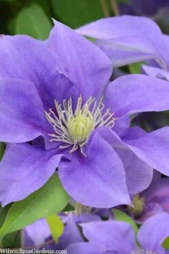 Olympia Clematis - 1 Gallon Pot -Home Bloom Garden clematis olympia 5