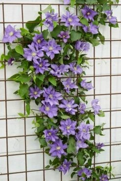 Olympia Clematis - 1 Gallon Pot -Home Bloom Garden clematis olympia 6
