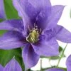 Olympia Clematis - 1 Gallon Pot -Home Bloom Garden clematis olympia 8