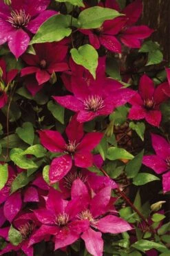 Picardy Clematis - 1 Gallon Pot -Home Bloom Garden clematis picardy 9