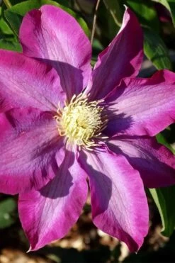 Pink Champagne Clematis - 1 Gallon Pot -Home Bloom Garden clematis pink champagne 2