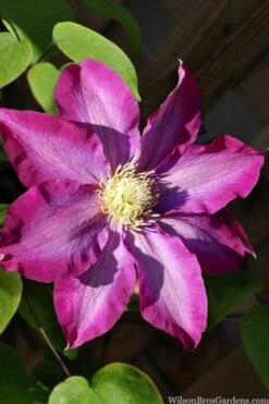 Pink Champagne Clematis - 1 Gallon Pot -Home Bloom Garden clematis pink champagne