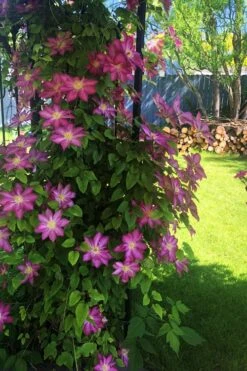 Pink Champagne Clematis - 1 Gallon Pot -Home Bloom Garden clematis pink champagne 4