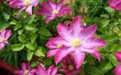 Pink Champagne Clematis - 1 Gallon Pot -Home Bloom Garden clematis pink champagne 8