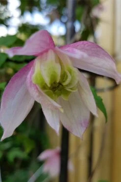 Pink Flamingo Clematis - 1 Gallon Pot -Home Bloom Garden clematis pink flamingo 3