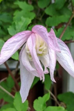Pink Flamingo Clematis - 1 Gallon Pot -Home Bloom Garden clematis pink flamingo 6
