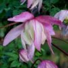 Pink Flamingo Clematis - 1 Gallon Pot -Home Bloom Garden clematis pink flamingo 8