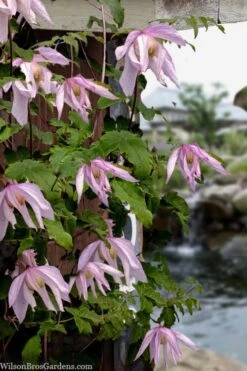 Pink Flamingo Clematis - 1 Gallon Pot -Home Bloom Garden clematis pink flamingo 9
