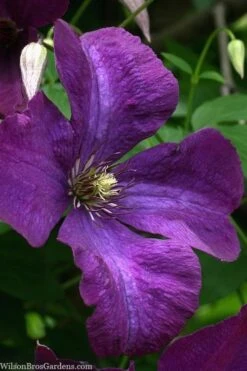 Polish Spirit Clematis - 1 Gallon Pot -Home Bloom Garden clematis polish spirit 1