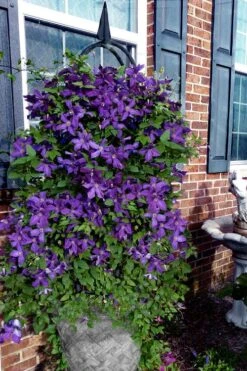 Polish Spirit Clematis - 1 Gallon Pot -Home Bloom Garden clematis polish spirit 10