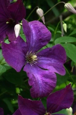 Polish Spirit Clematis - 1 Gallon Pot -Home Bloom Garden clematis polish spirit 2
