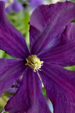 Polish Spirit Clematis - 1 Gallon Pot -Home Bloom Garden clematis polish spirit 5