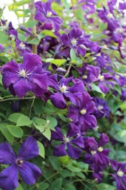 Polish Spirit Clematis - 1 Gallon Pot -Home Bloom Garden clematis polish spirit 6