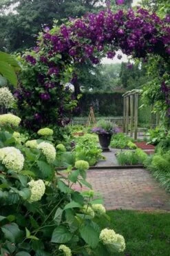 Polish Spirit Clematis - 1 Gallon Pot -Home Bloom Garden clematis polish spirit 7