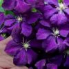 Polish Spirit Clematis - 1 Gallon Pot -Home Bloom Garden clematis polish spirit 9