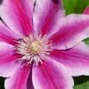 Poseidon Clematis - 1 Gallon Pot -Home Bloom Garden clematis poseidon 8