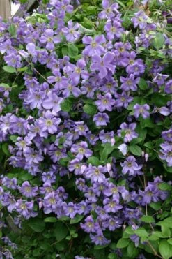 Prince Charles Clematis - 1 Gallon Pot -Home Bloom Garden clematis prince charles 1