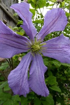 Prince Charles Clematis - 1 Gallon Pot -Home Bloom Garden clematis prince charles 4
