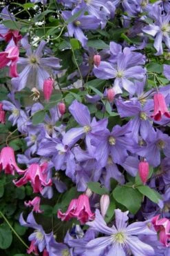 Prince Charles Clematis - 1 Gallon Pot -Home Bloom Garden clematis prince charles 6