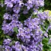 Prince Charles Clematis - 1 Gallon Pot -Home Bloom Garden clematis prince charles 7