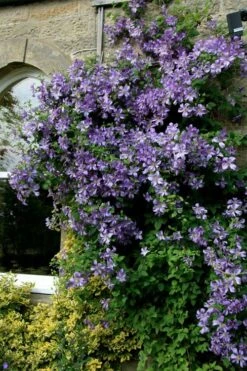 Prince Charles Clematis - 1 Gallon Pot -Home Bloom Garden clematis prince charles 9