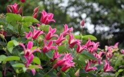 Princess Diana Clematis - 1 Gallon Pot 17 Princess Diana Clematis - 1 Gallon Pot -Home Bloom Garden clematis princess diana 1