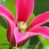 Princess Diana Clematis - 1 Gallon Pot -Home Bloom Garden clematis princess diana 2