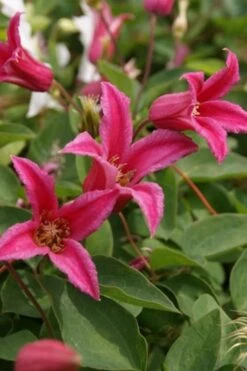 Princess Diana Clematis - 1 Gallon Pot 15 Princess Diana Clematis - 1 Gallon Pot -Home Bloom Garden clematis princess diana 4