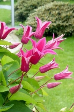 Princess Diana Clematis - 1 Gallon Pot 13 Princess Diana Clematis - 1 Gallon Pot -Home Bloom Garden clematis princess diana 5